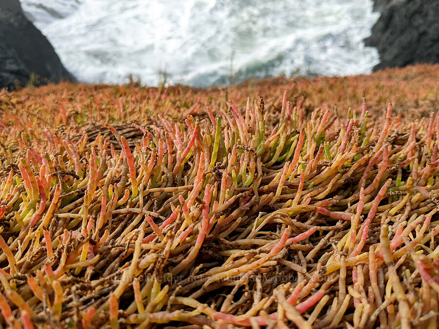 glasswort/pickleweed (Salicornia pacifica (Sarcocornia pacifica)) [Cape Foulweather, Lincoln County, Oregon]