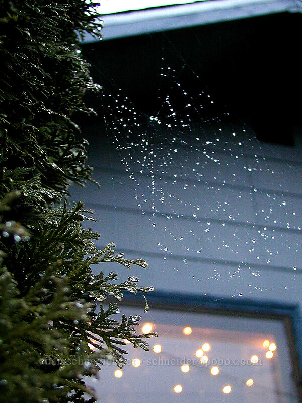 Christmastime spiderweb [Knapp Street, Portland, Multnomah County, Oregon]
