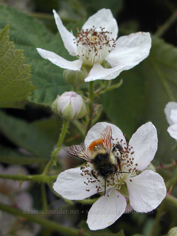 blackberry blossoms & bumblebee (Rubus bifrons (Rubus armeniacus), Bombus sp.) [Knapp Street, Portland, Multnomah County, Oregon]