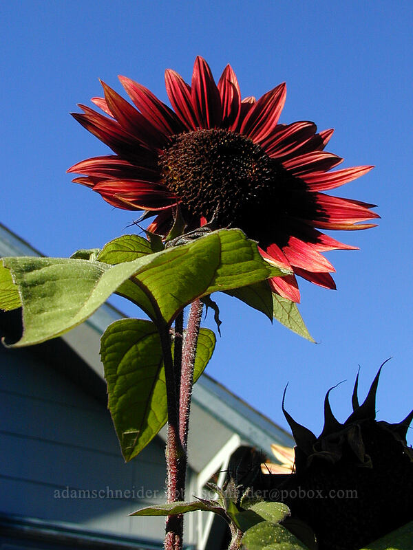 sunflower [Knapp Street, Portland, Hood River County, Oregon]