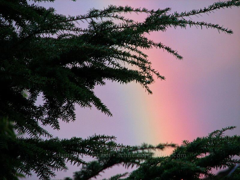 backyard rainbow [Knapp Street, Portland, Multnomah County, Oregon]