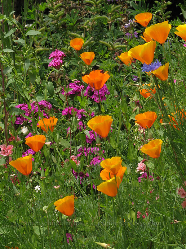 wildflower garden [Knapp Street, Portland, Multnomah County, Oregon]