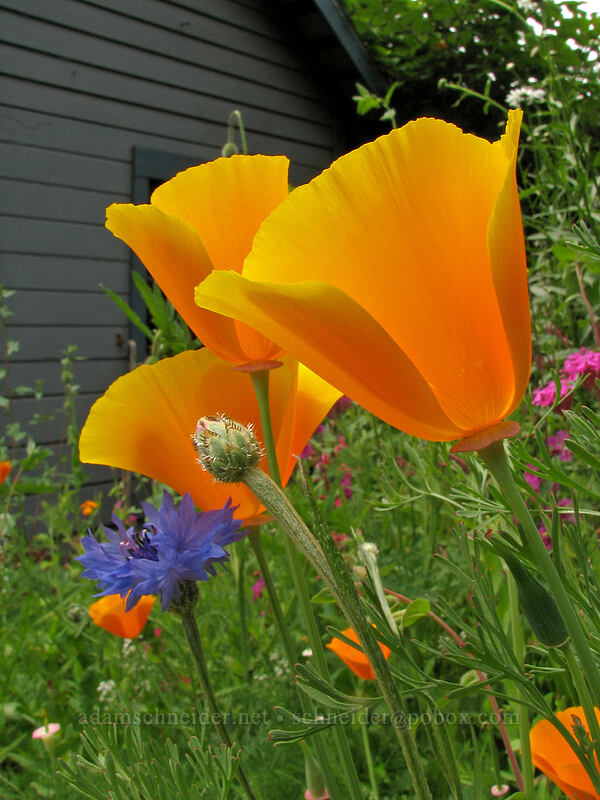 California poppies [Knapp Street, Portland, Multnomah County, Oregon]