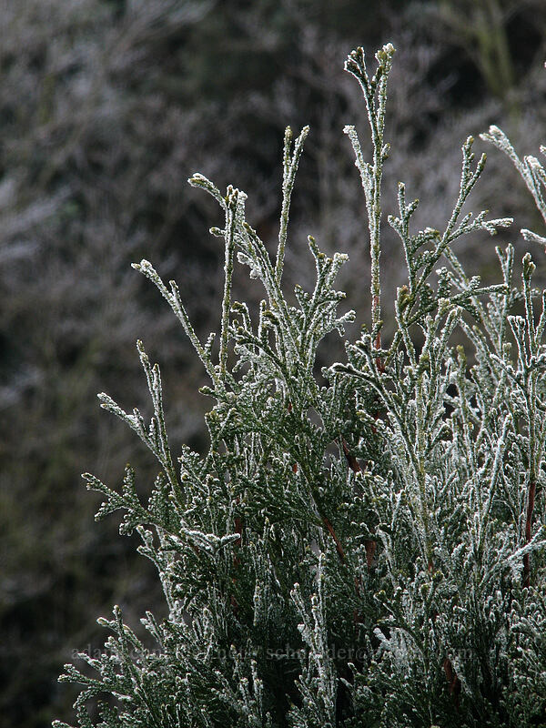 frost on arbor vitae [Knapp Street, Portland, Multnomah County, Oregon]