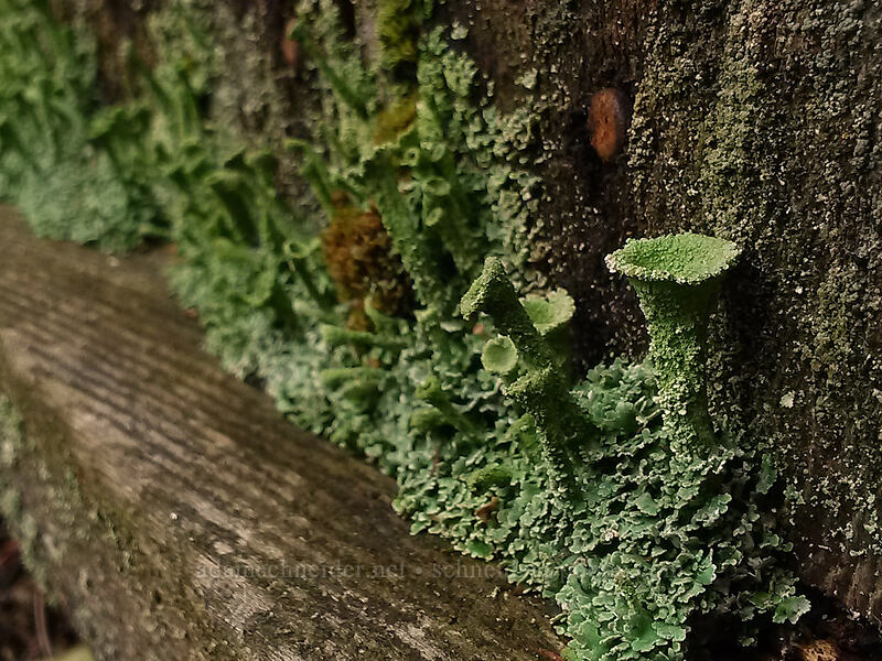 cup lichen [Knapp Street, Portland, Multnomah County, Oregon]