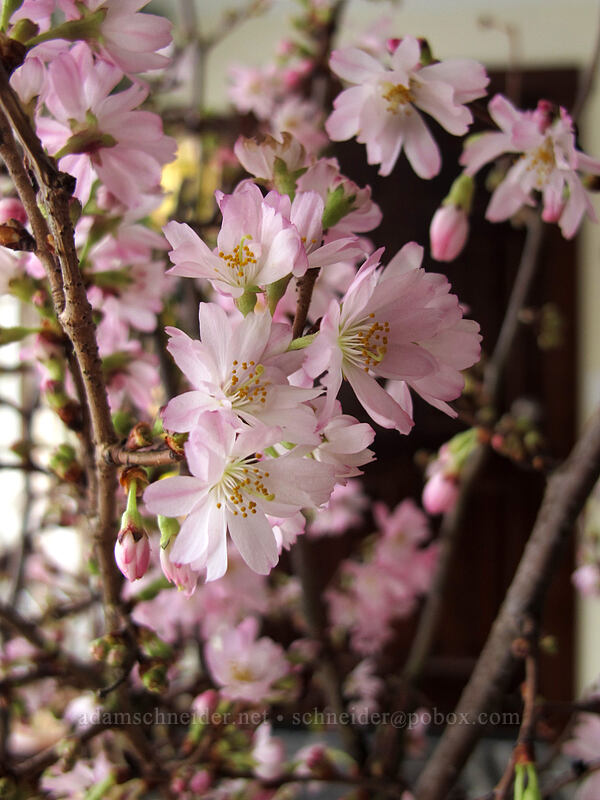 indoor cherry blossoms [Knapp Street, Portland, Multnomah County, Oregon]
