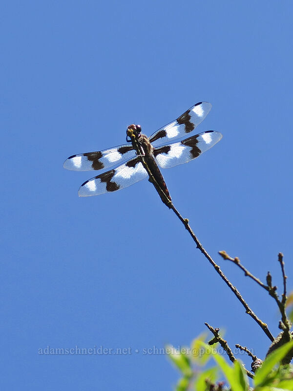 eight-spotted skimmer dragonfly (Libellula forensis) [Knapp Street, Portland, Multnomah County, Oregon]