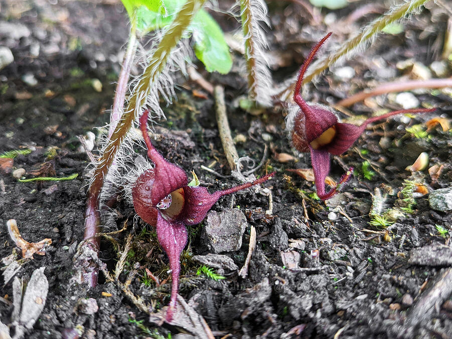 wild ginger flowers [Knapp Street, Portland, Multnomah County, Oregon]