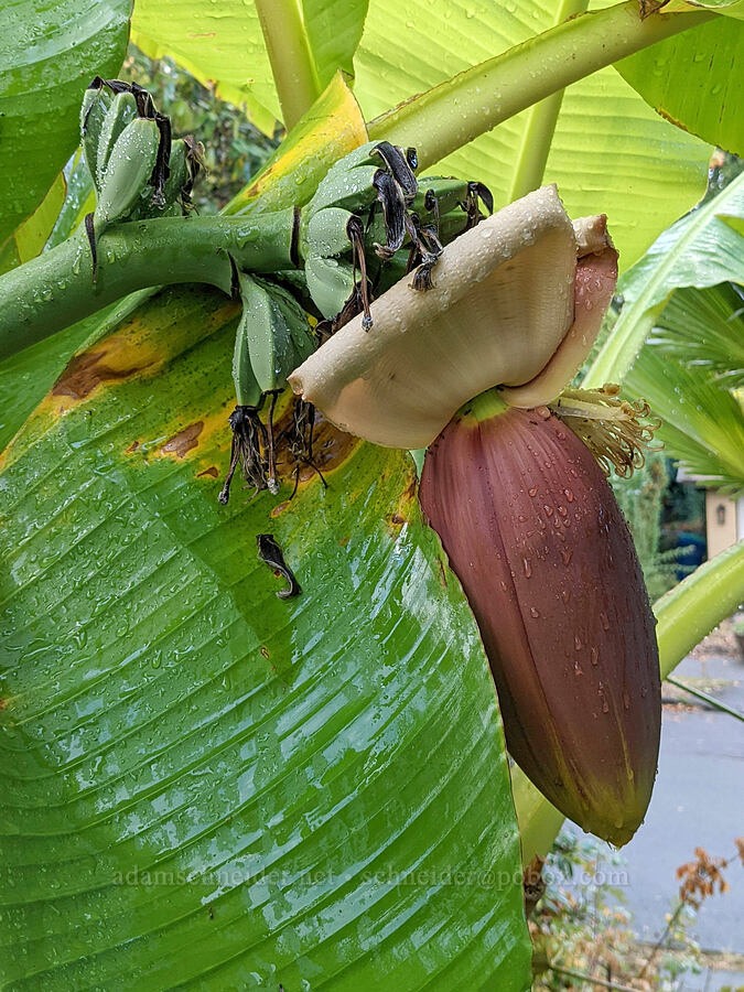 banana flower [Knapp Street, Portland, Multnomah County, Oregon]