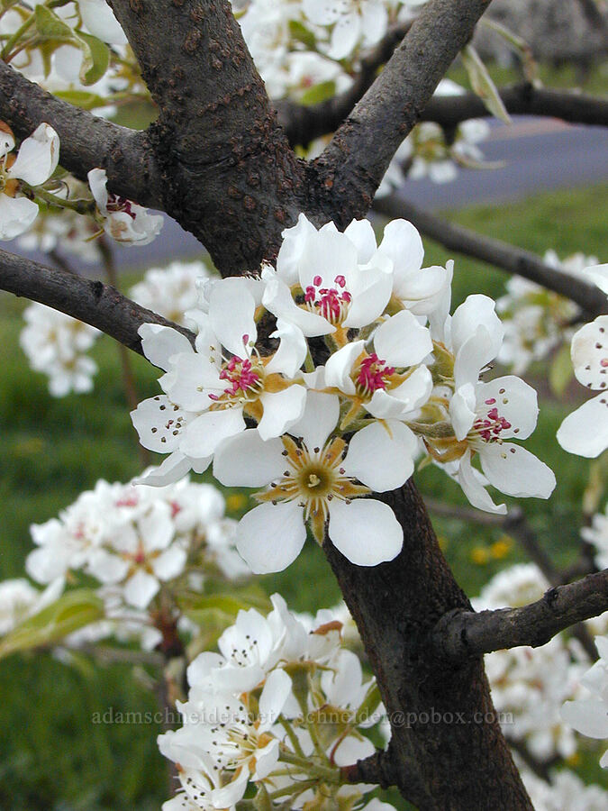 pear blossoms (Pyrus sp.) [Ehrck Hill Drive, Hood River Valley, Hood River County, Oregon]