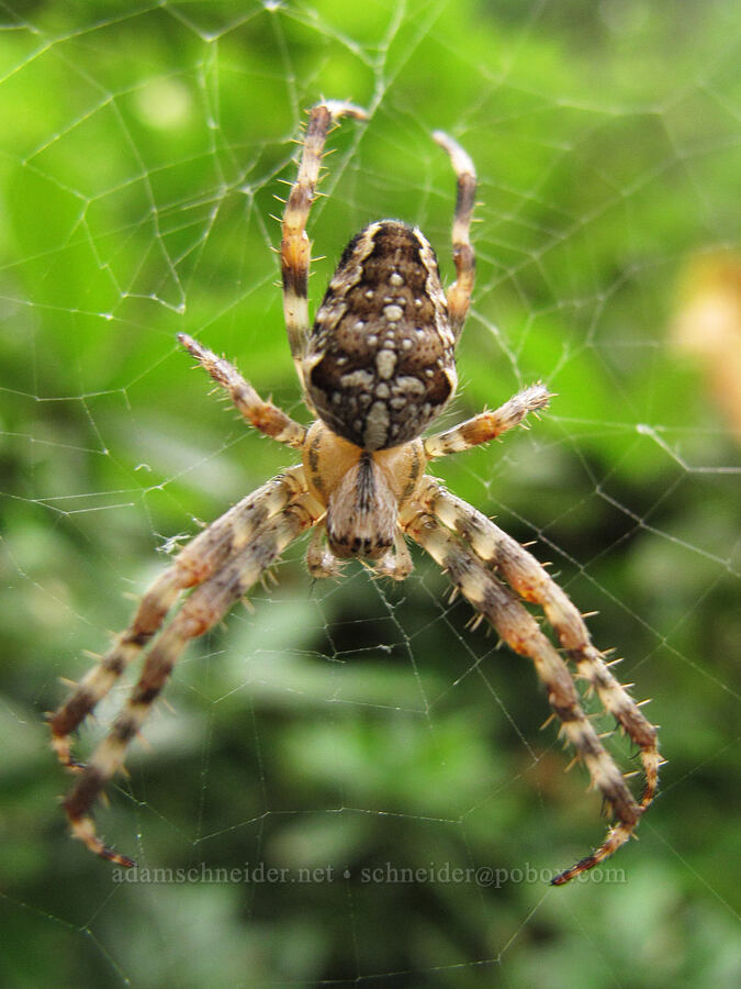 cross orb-weaver spider (Araneus diadematus) [Horsetail Falls, Columbia River Gorge, Multnomah County, Oregon]