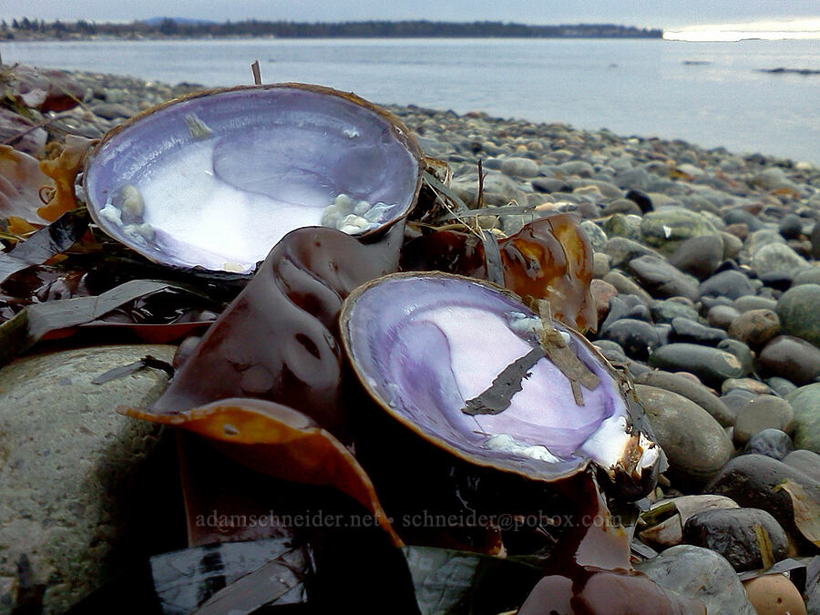 clam shells & kelp [Birch Bay, Whatcom County, Washington]