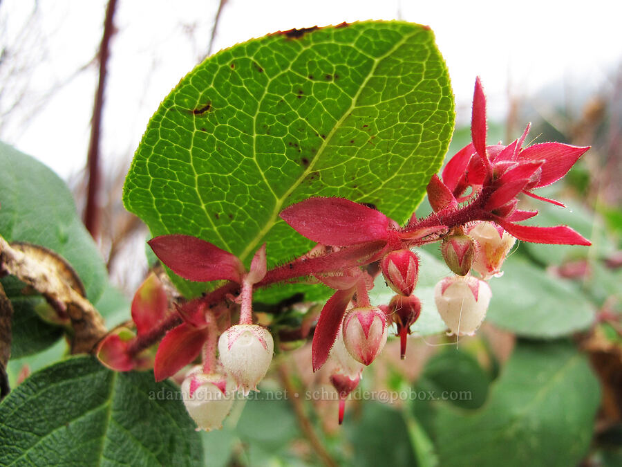 salal flowers (Gaultheria shallon) [Capilano River Regional Park, West Vancouver, British Columbia, Canada]
