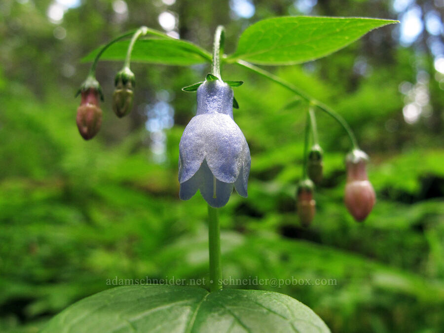 broad-leaf bluebells (Mertensia subcordata (Mertensia platyphylla var. subcordata)) [Nels Rogers Trail, Tillamook State Forest, Tillamook County, Oregon]