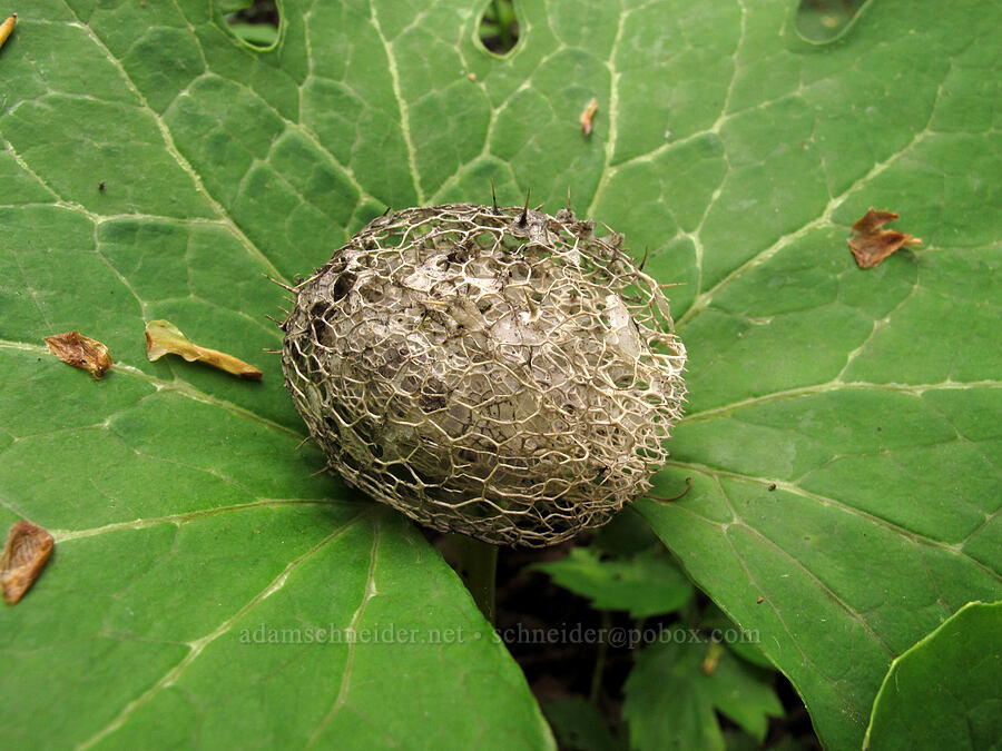 wild cucumber seed-pod on bloodroot leaves (Echinocystis lobata, Sanguinaria canadensis) [County Road 42, Alexandria, Douglas County, Minnesota]