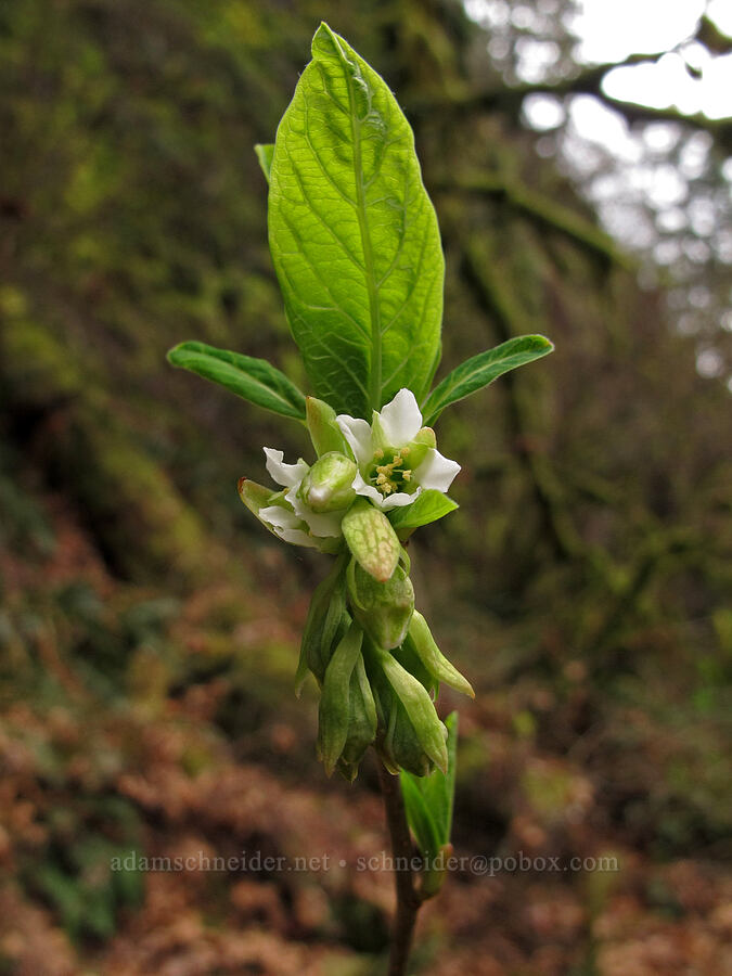 osoberry (Indian plum) (Oemleria cerasiformis) [Horsetail Falls Trail, Columbia River Gorge, Multnomah County, Oregon]
