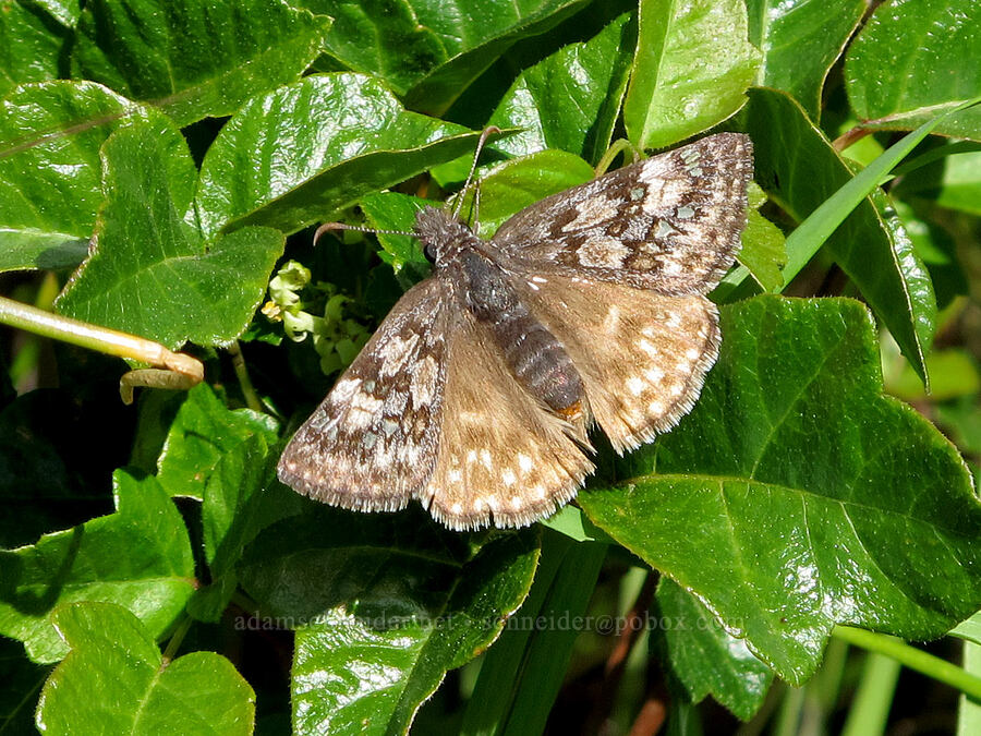 Propertius dusky-wing butterfly (Erynnis propertius) [Catherine Creek, Klickitat County, Washington]