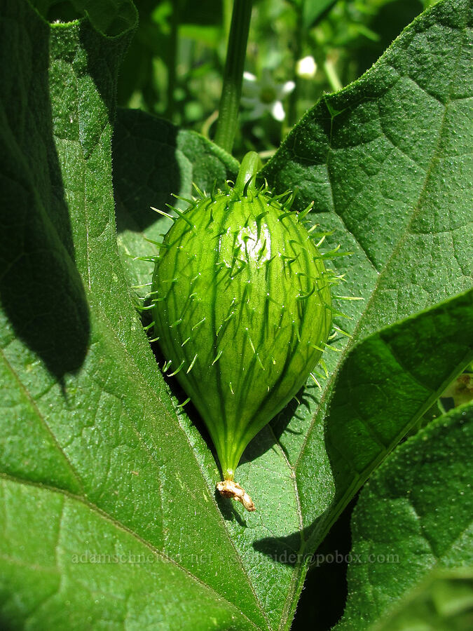 wild cucumber (manroot) (Marah oregana (Marah oreganus)) [The Labyrinth, Klickitat County, Washington]