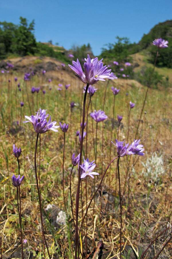 fork-tooth ookow (Dichelostemma congestum) [The Labyrinth, Klickitat County, Washington]