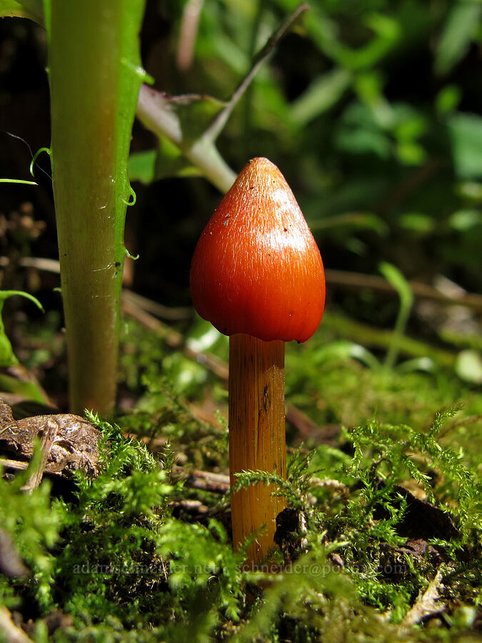 red mushroom [Bridal Veil Falls Trail, Multnomah County, Oregon]