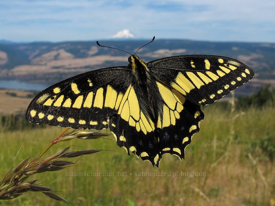 anise swallowtail butterfly (Papilio zelicaon) [Tom McCall Preserve, Wasco County, Oregon]