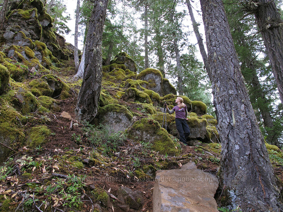 scramble trail [above Tamolitch Falls, Willamette National Forest, Linn County, Oregon]