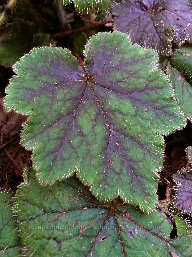 fringe cup leaf (Tellima grandiflora) [Saddle Mountain Trail, Saddle Mountain State Natural Area, Clatsop County, Oregon]