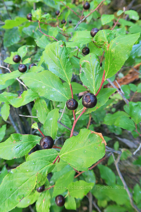 black huckleberries (Vaccinium membranaceum) [Sahale Falls, Mt. Hood National Forest, Hood River County, Oregon]