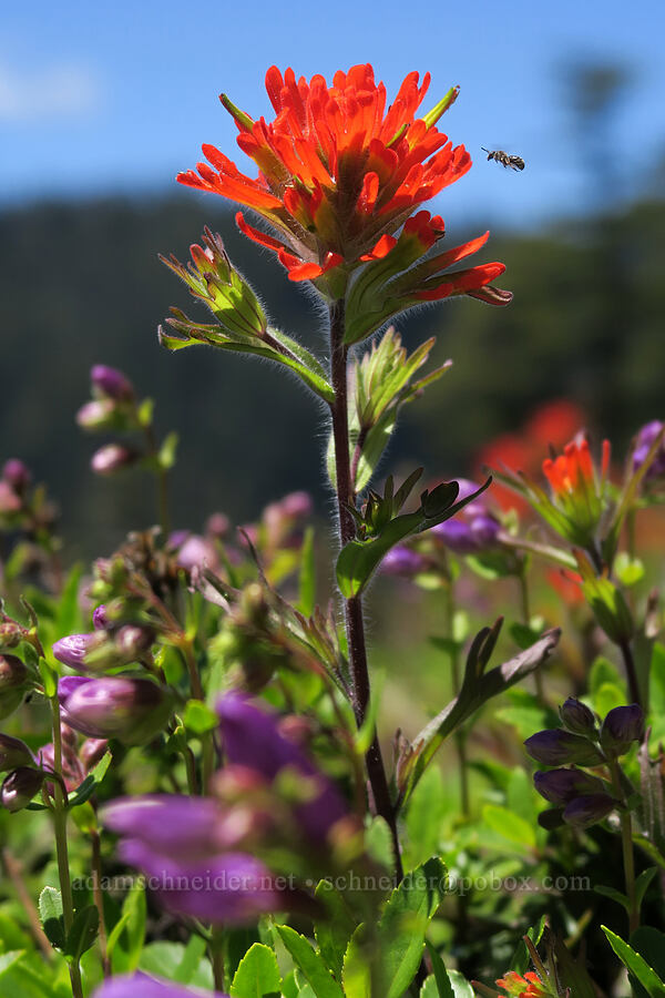 harsh paintbrush (and a tiny bee) (Castilleja hispida) [Forest Road 2207, Willamette National Forest, Marion County, Oregon]