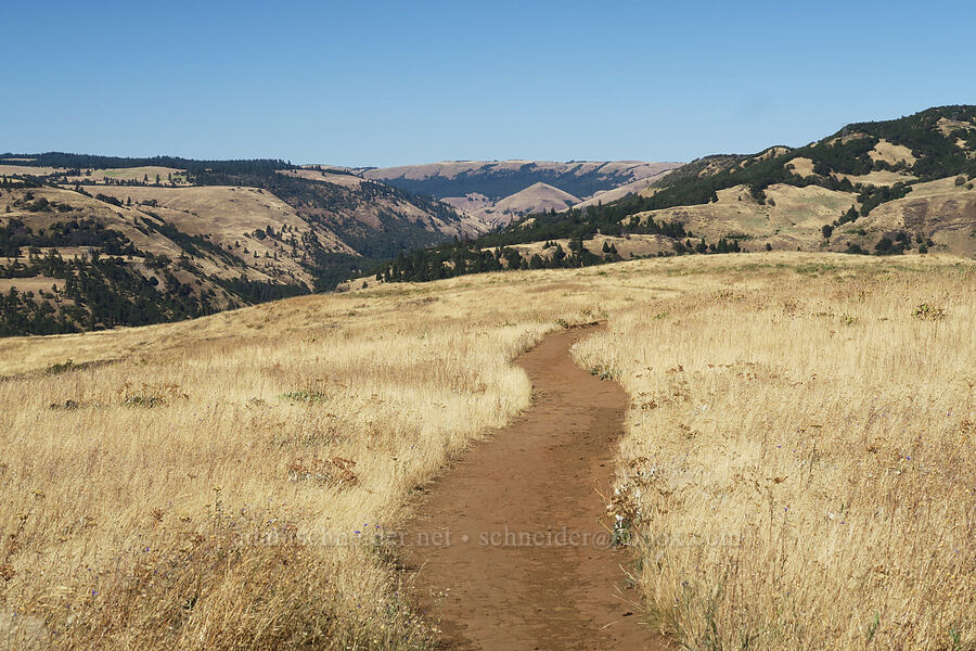 summer at Rowena Plateau [Rowena Plateau Trail, Mayer State Park, Wasco County, Oregon]