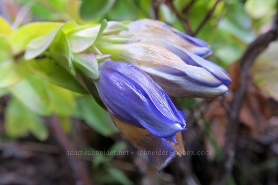 pleated gentian (Gentiana affinis) [Table Rock Trail, Table Rock Wilderness, Clackamas County, Oregon]