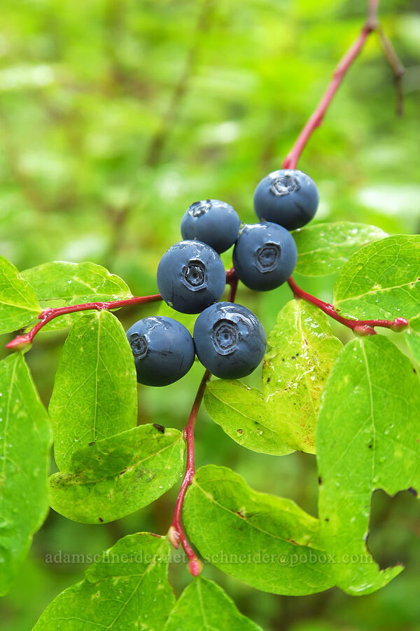 oval-leaf huckleberries/blueberries (Vaccinium ovalifolium) [Thomas Lake Trail, Indian Heaven Wilderness, Skamania County, Washington]