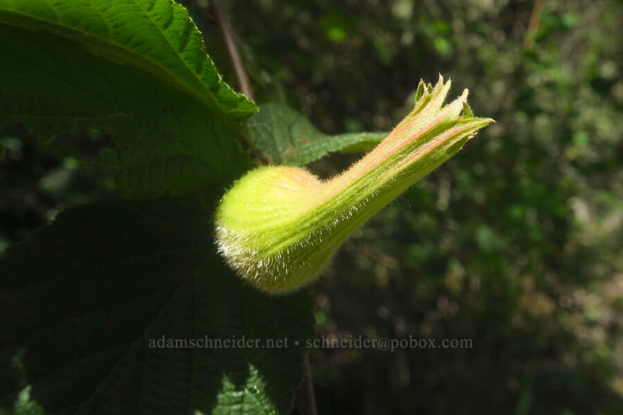 California hazelnut (Corylus cornuta var. californica (Corylus californica)) [Cooper Mountain Nature Park, Washington County, Oregon]