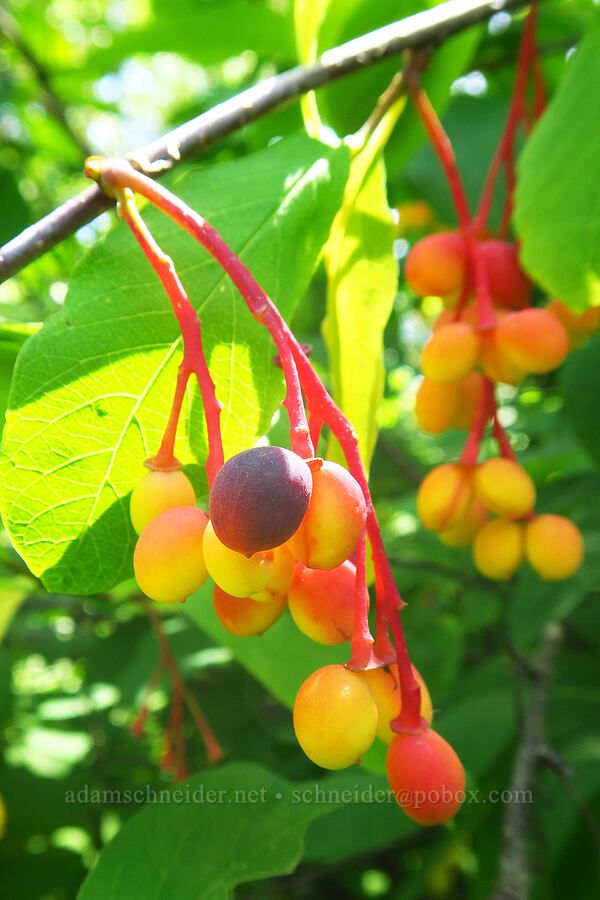 Indian plum (osoberry) fruit (Oemleria cerasiformis) [Cooper Mountain Nature Park, Washington County, Oregon]