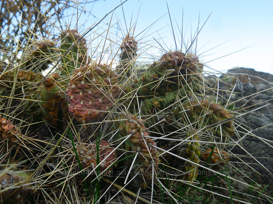 Columbia prickly-pear cactus (Opuntia x columbiana (Opuntia columbiana)) [Seufert County Park, The Dalles, Wasco County, Oregon]
