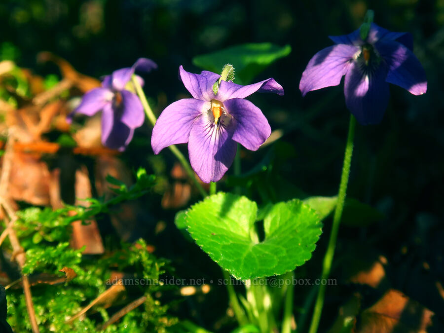 Eurasian sweet violets (Viola odorata) [Mount Talbert Nature Park, Clackamas County, Oregon]