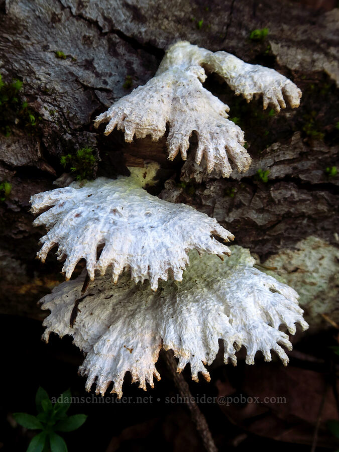 split-gill mushrooms (Schizophyllum commune) [Mount Talbert Nature Park, Clackamas County, Oregon]