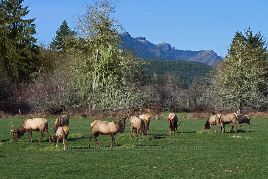Roosevelt elk & Saddle Mountain (Cervus canadensis roosevelti) [Jewell Meadows Wildlife Area, Clatsop County, Oregon]