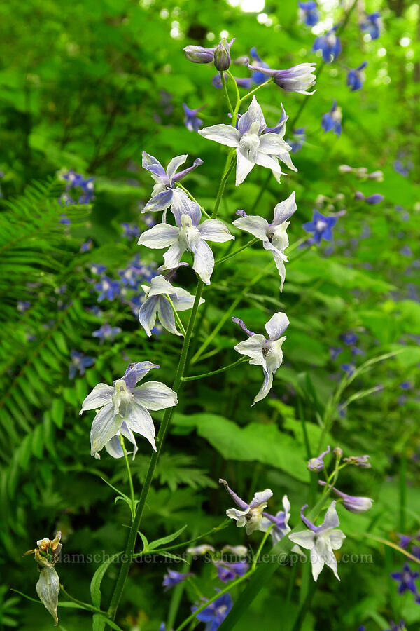 white Columbian larkspur (Delphinium trolliifolium) [Cape Horn Trail, Skamania County, Washington]