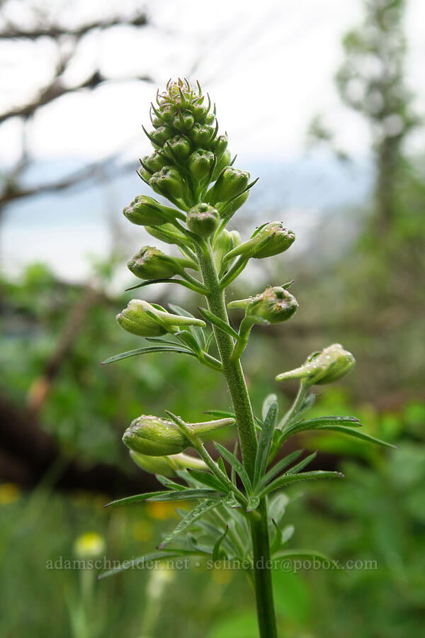 larkspur (Delphinium sp.) [Cape Horn Trail, Skamania County, Washington]