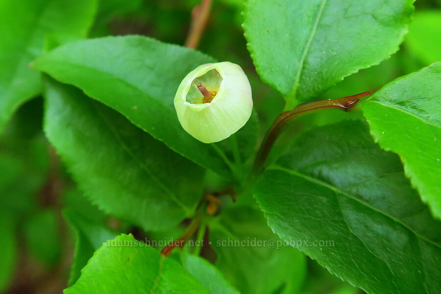 huckleberry flower (Vaccinium sp.) [Mirror Lake Trail, Salmon-Huckleberry Wilderness, Clackamas County, Oregon]