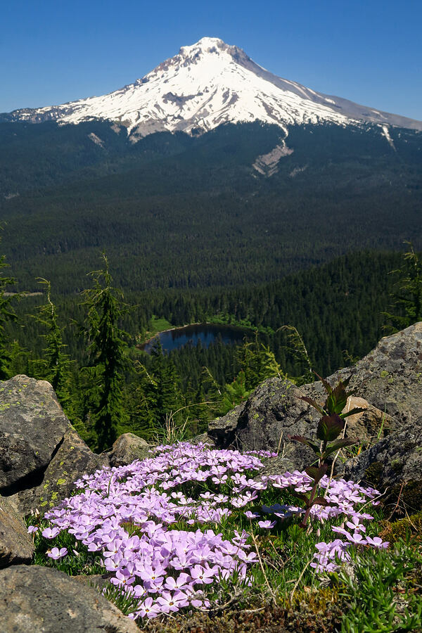 Mount Hood & spreading phlox (Phlox diffusa) [Tom Dick & Harry Mountain, Salmon-Huckleberry Wilderness, Clackamas County, Oregon]