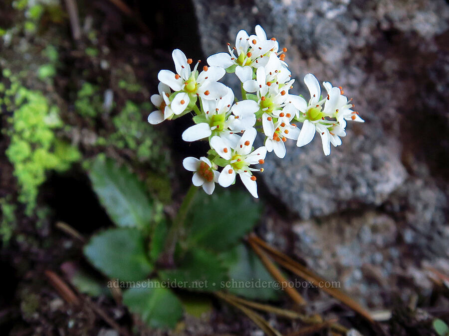 saxifrage (Micranthes sp. (Saxifraga sp.)) [Tom Dick & Harry Mountain, Salmon-Huckleberry Wilderness, Clackamas County, Oregon]