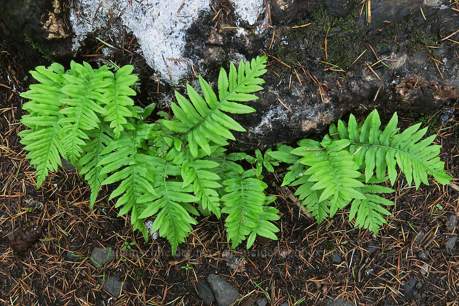 licorice fern (Polypodium glycyrrhiza) [Wyeth Trail, Columbia River Gorge, Hood River County, Oregon]