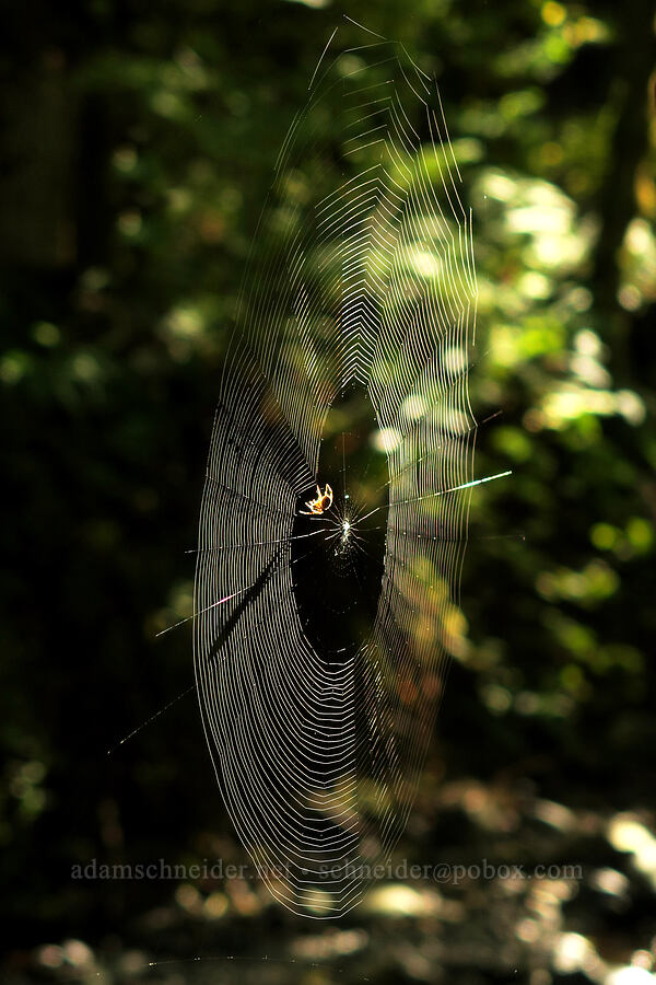 cross orb-weaver spider web (Araneus diadematus) [Gorge Trail #400, Columbia River Gorge, Hood River County, Oregon]