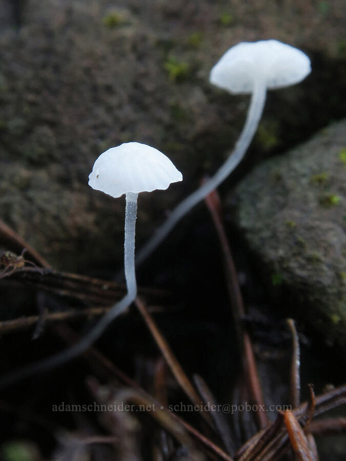 tiny white mushrooms [Gorge Trail #400, Mark O. Hatfield Wilderness, Hood River County, Oregon]