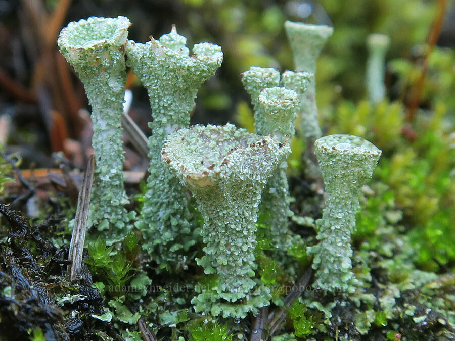 pixie cup lichen (Cladonia sp.) [Gorge Trail #400, Mark O. Hatfield Wilderness, Hood River County, Oregon]