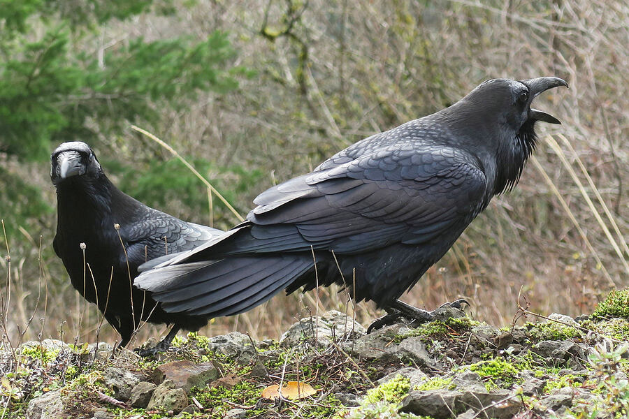 ravens (Corvus corax) [Hardy Ridge, Beacon Rock State Park, Skamania County, Washington]