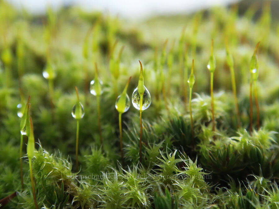 water droplets on moss (Racomitrium sp.) [Hardy Ridge, Beacon Rock State Park, Skamania County, Washington]