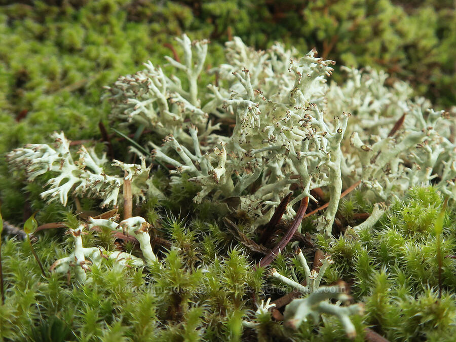 reindeer lichen (Cladonia sp.) [Phlox Point, Gifford Pinchot National Forest, Skamania County, Washington]